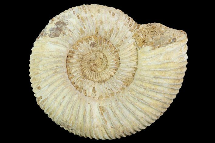 Perisphinctes Ammonite - Jurassic #100294
